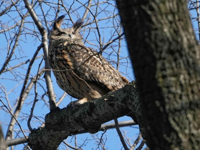 Beloved escapee Flaco the Eurasian eagle owl died in collision on Upper West Side