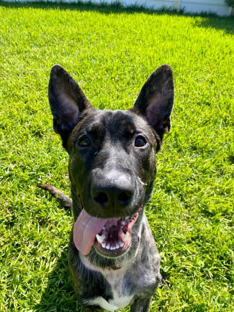 flagler-dog-773x1030-1
