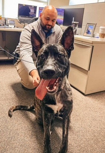 Shepherd shot in the face with pellet gun finds new home with Flagler County Sheriff’s Office worker