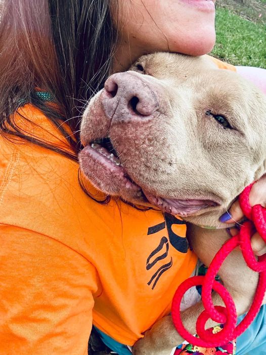 Hopes for happy ending: Awesome senior dog stressed at shelter needs home