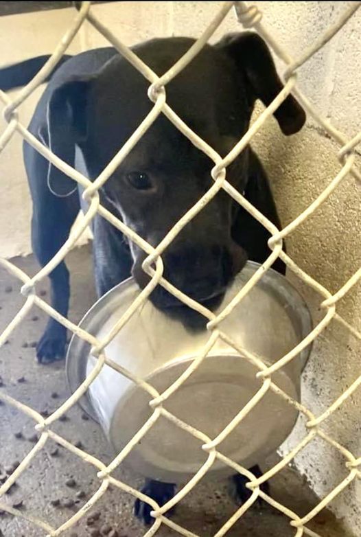 Flo’s last meal? Young dog scheduled to die at overcrowded Texas shelter