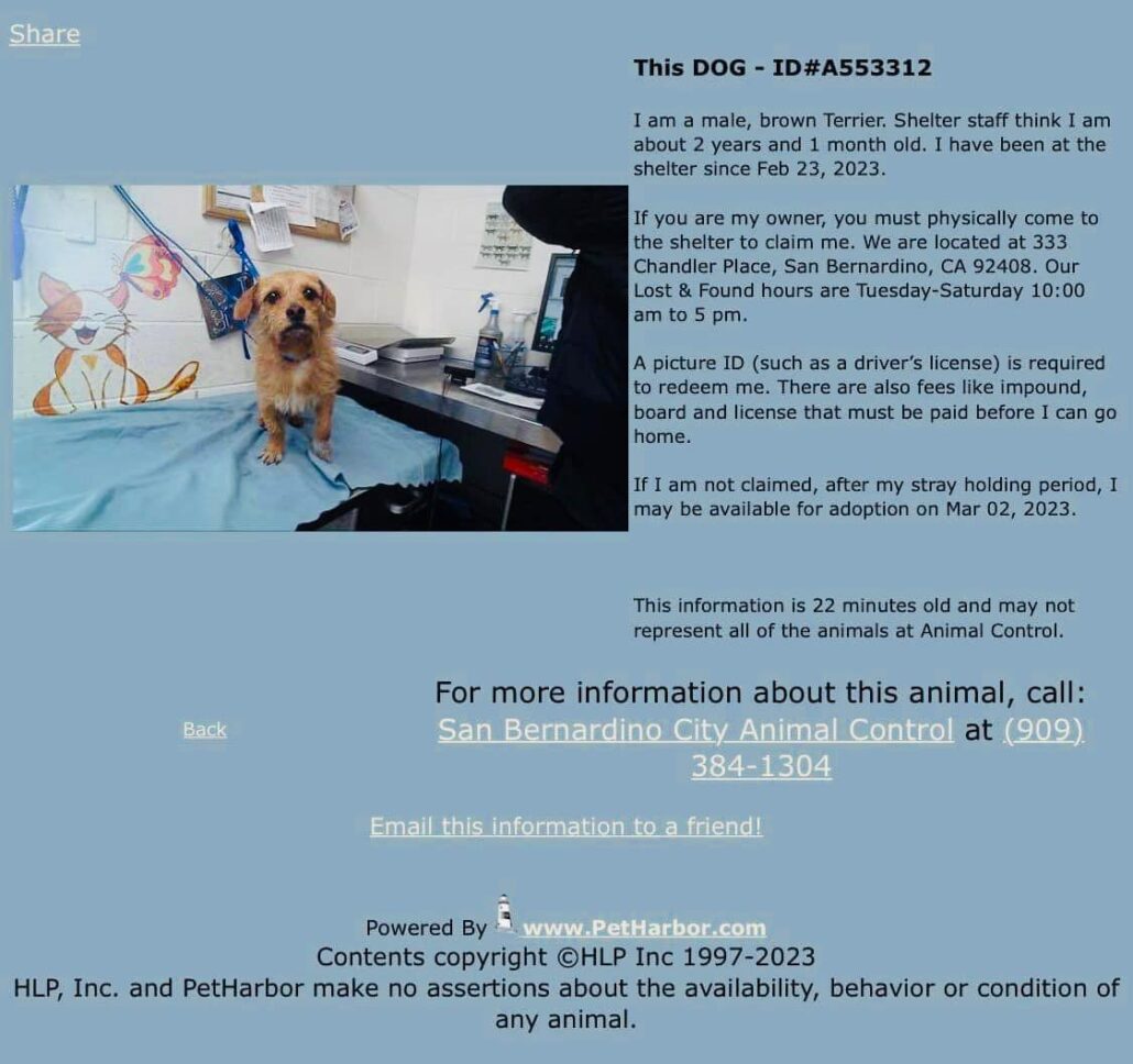 flood-dog-2-1030x968-1