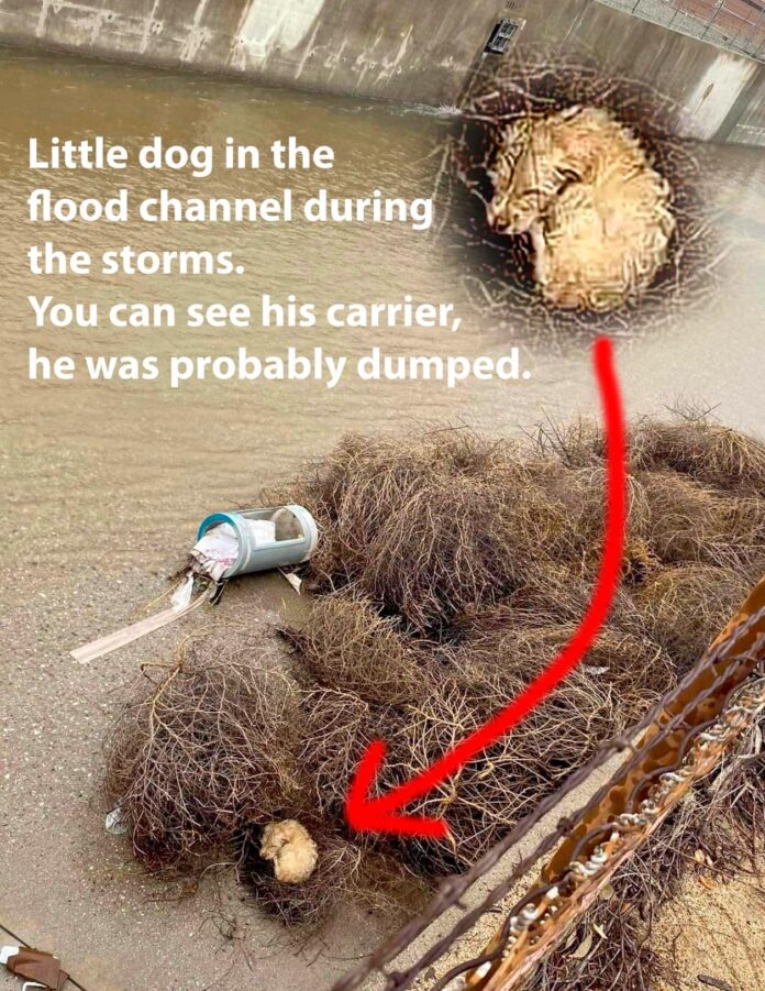 Tiny dog dumped curled up in flood channel rescued by kind strangers