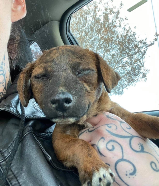 Puppy remains in serious condition after caught in intentionally set fire