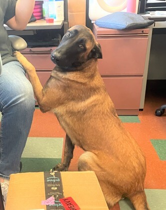 Vibrant puppy surrendered to shelter because she constantly escaped from backyard