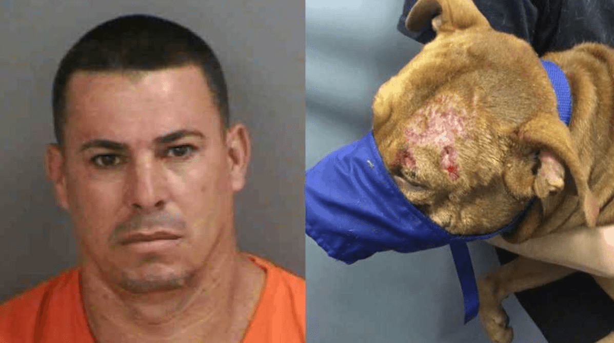 Southwest Florida man accused of repeatedly ‘torturous abuse’ in dogfighting operation