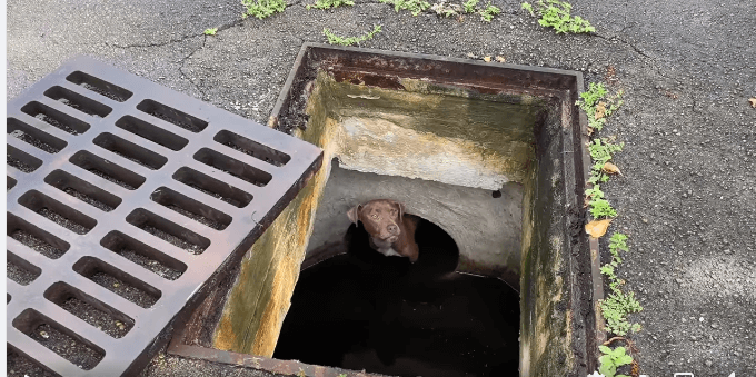 Man taking morning walk spotted frightened pup stuck in storm drain