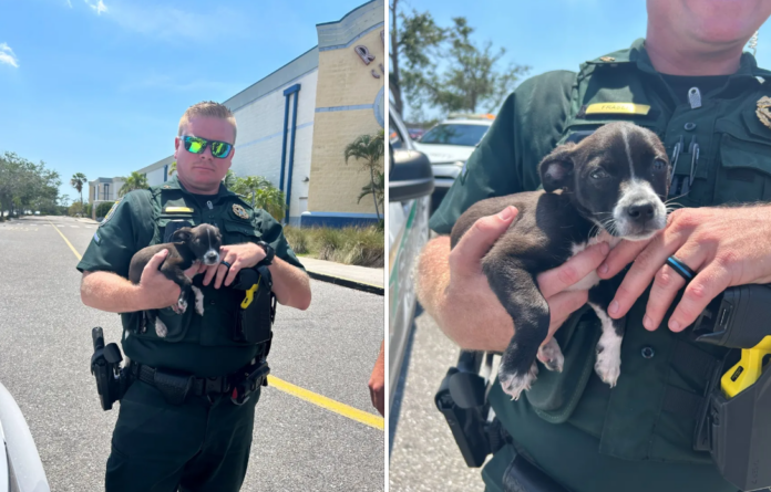Florida sheriff’s deputy rescues tiny puppy left in hot car in mall parking lot