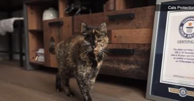 Flossie dubbed the world’s oldest cat at age 27