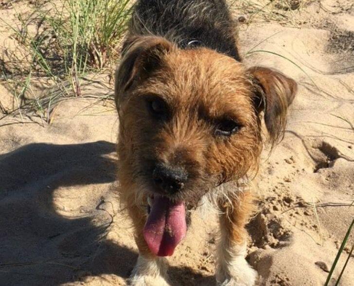 ‘Flossie come home’: 91-year-old man still hoping his dog will return after missing one year