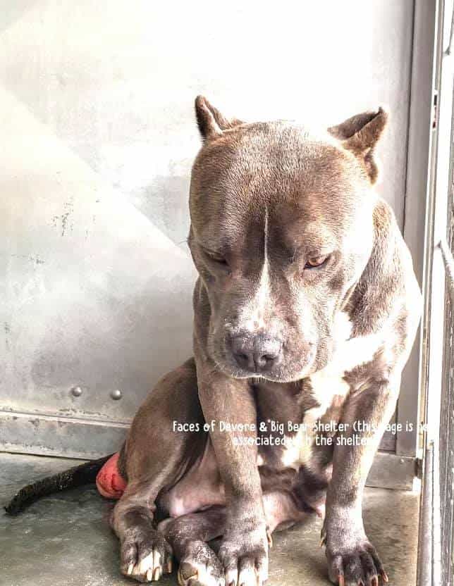 Critically urgent: 4-year-old ‘velvet hippo’ Flower used as breeder dog will be put to sleep at end of day