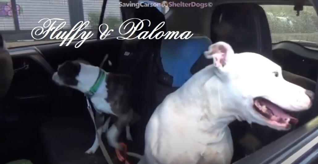 fluffy-and-paloma-1030x533-1