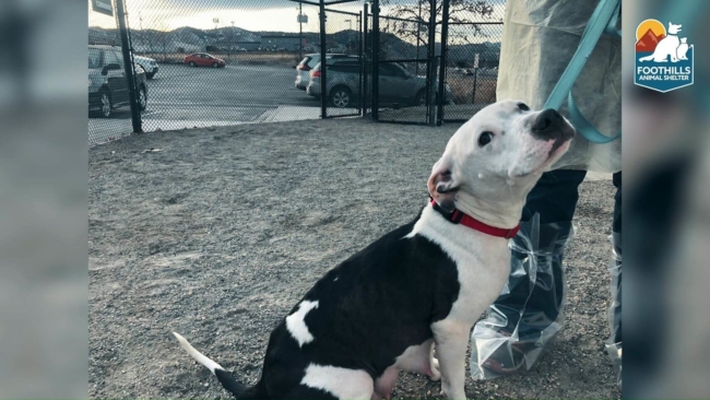 Stray mother dog leads her rescuers to her cold, hungry puppies in need of help