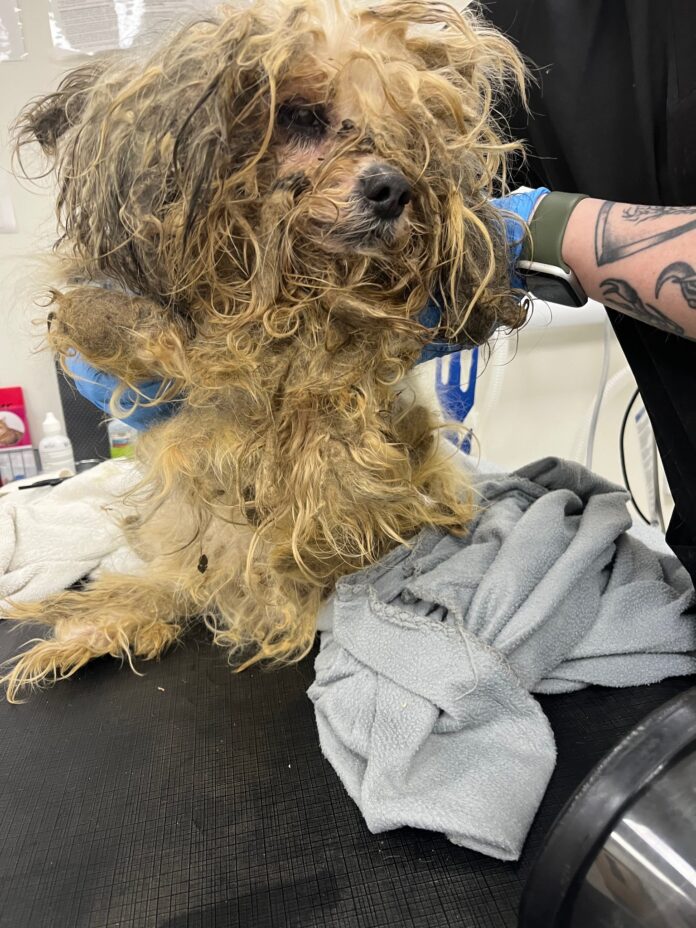 Heartbreaking situation winds up as rescue mission providing emergency help for neglected pups