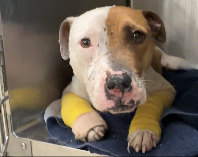 ‘Bait dog’ victim needs special person to help heal her heart and soul