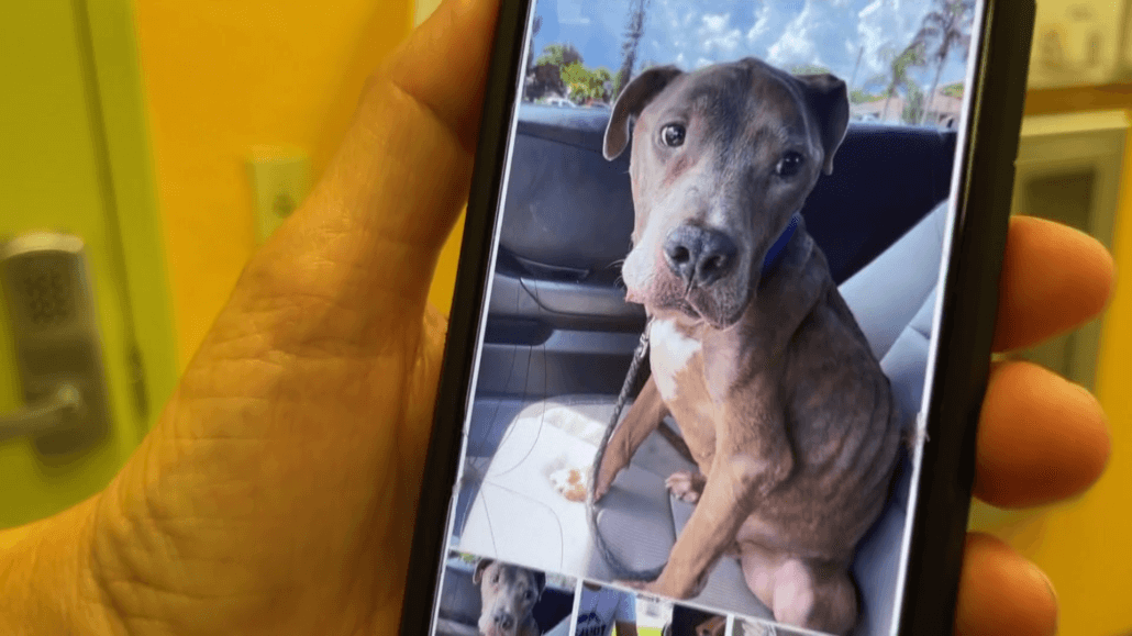 fort-meyers-pit-bull-1030x579-1