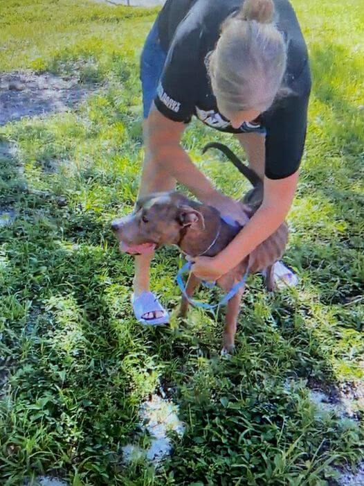 fort-meyers-pit-bull-2