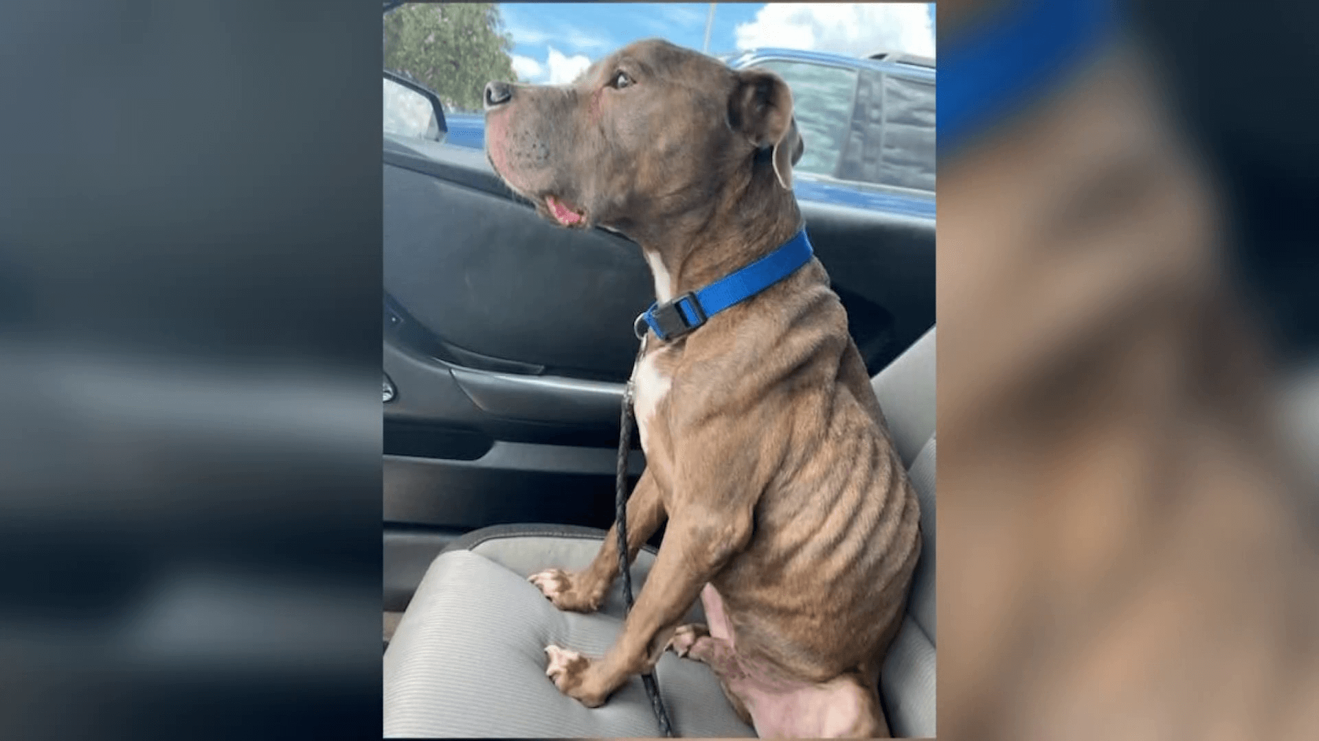 Eight years later a lost dog is reunited with his family