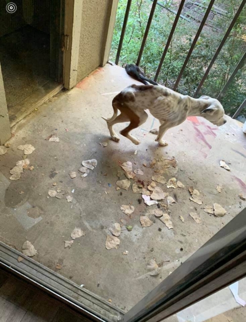 Dogs left on balcony with no food or water desperately tried to escape but one died