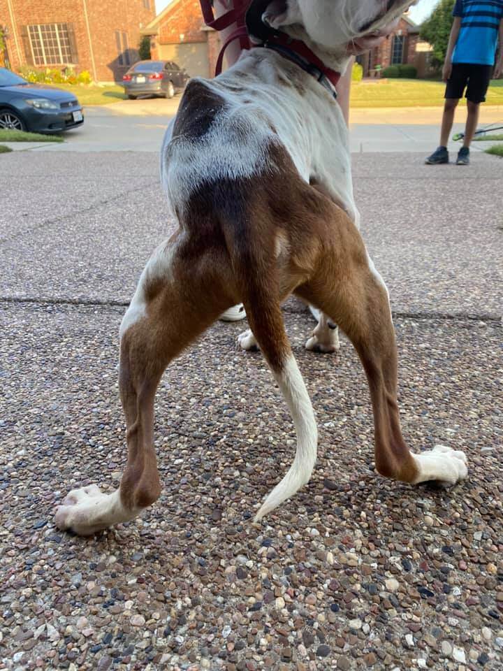 fort-worth-starved-dog-2