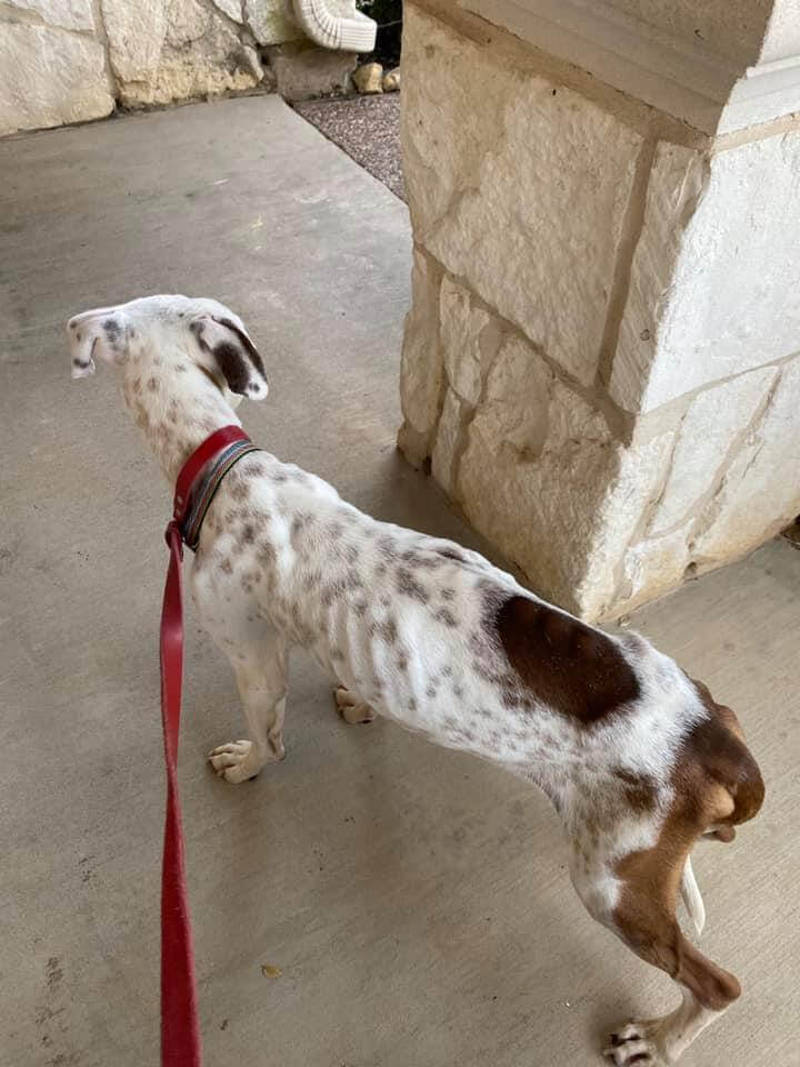 fort-worth-starved-dog-3