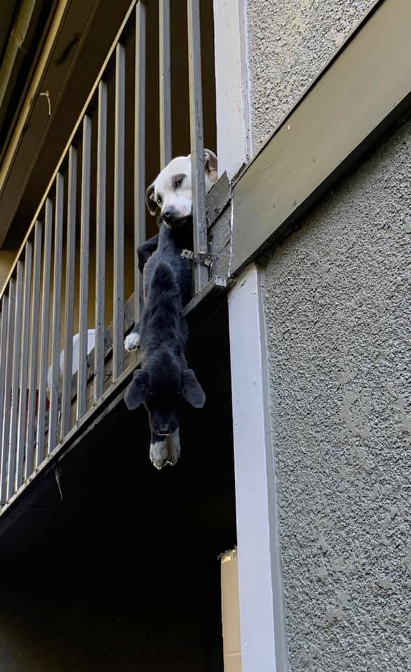 fort-worth-starved-dog