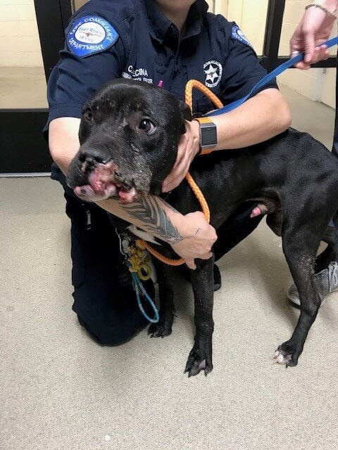 Update on Texas dog victim of severe abuse