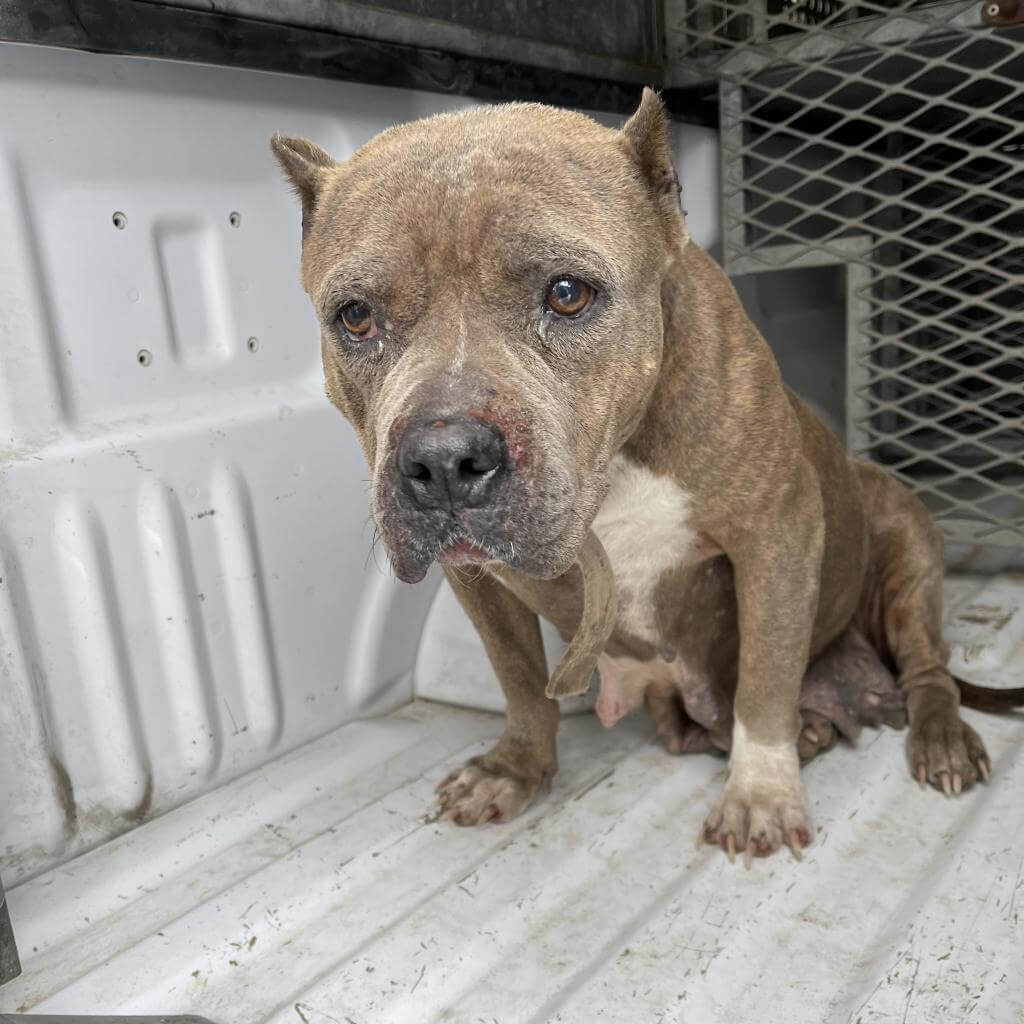 Dog named ‘Fortune Cookie’ condemned to death at Texas shelter