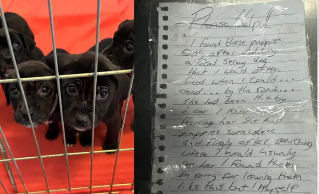 Homeless man who rescued litter of abandoned puppies left heartfelt note at shelter