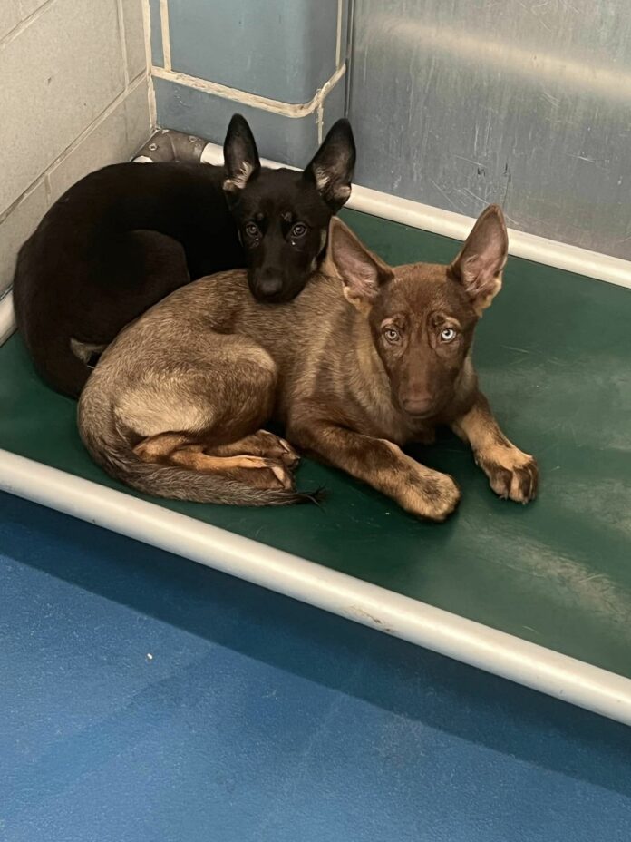 Urgent rescue at Dallas shelter for four adorable shepherds found as ‘strays’