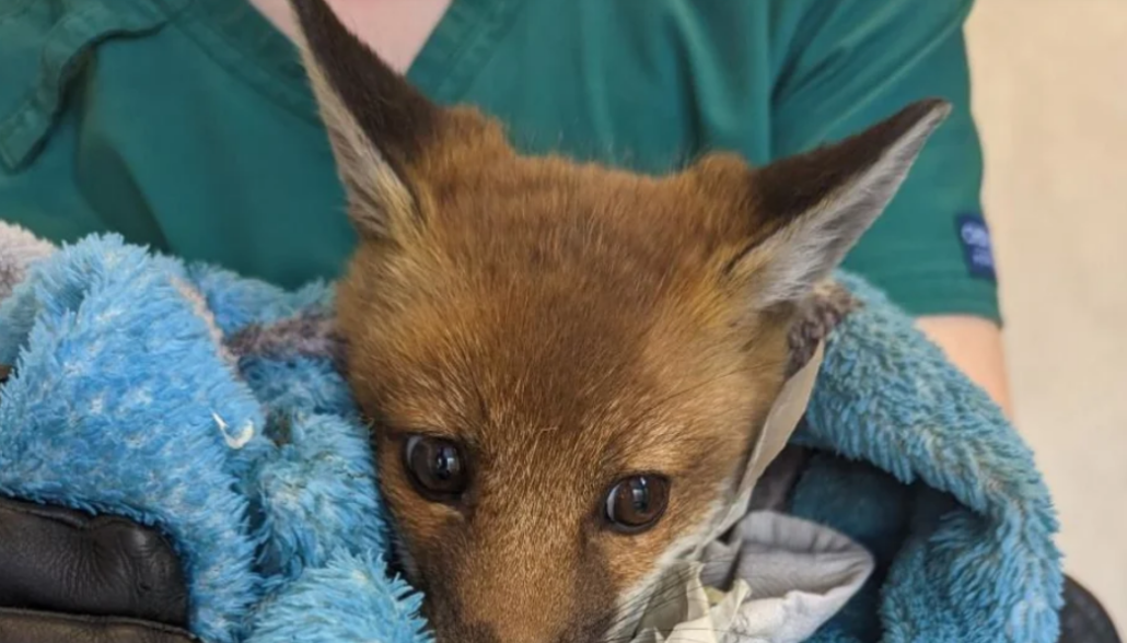 fox-cub-with-note-2-1030x588-1
