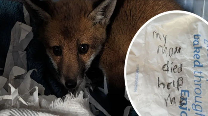Abandoned fox cub left on roadside with ‘help me’ note