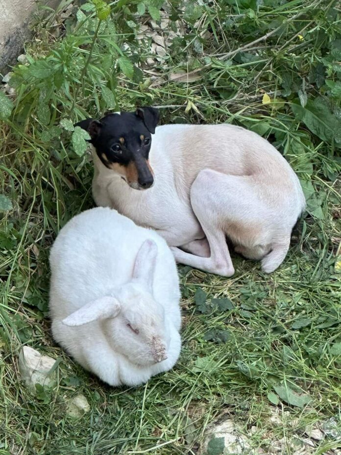 Bonded abandoned pup and rabbit found huddled together