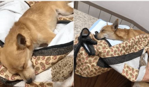 Puppy fighting for his life after ingesting drugs hidden in tire