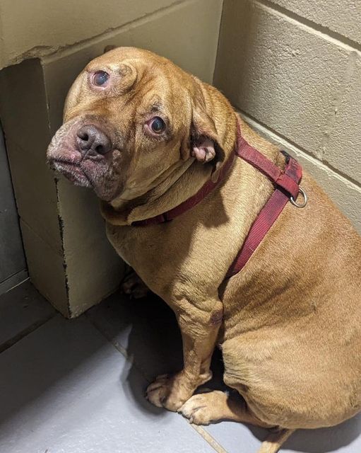 Georgia shelter environment is too heartbreaking for Francie
