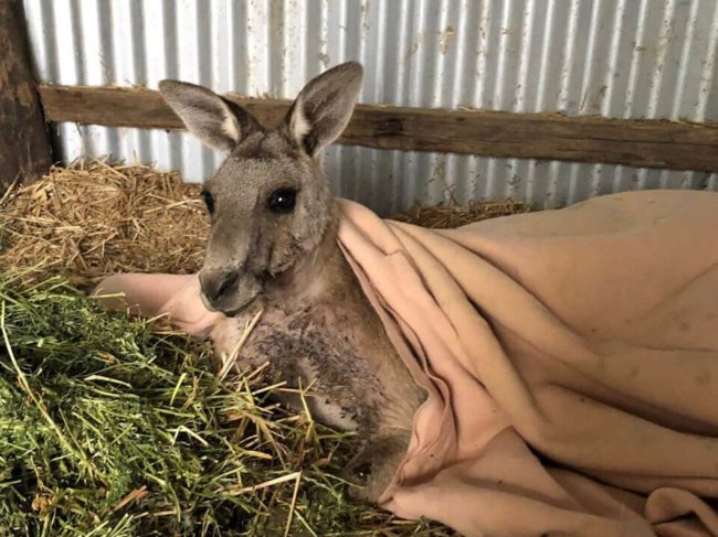 Frank the kangaroo shot with arrow ‘for fun’ in protected animal area