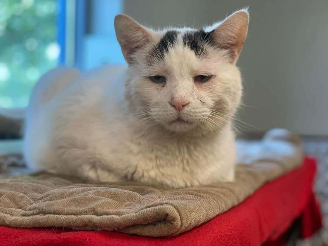 Saddest looking cat in New Jersey shelter makes us cry because no one wants to adopt him