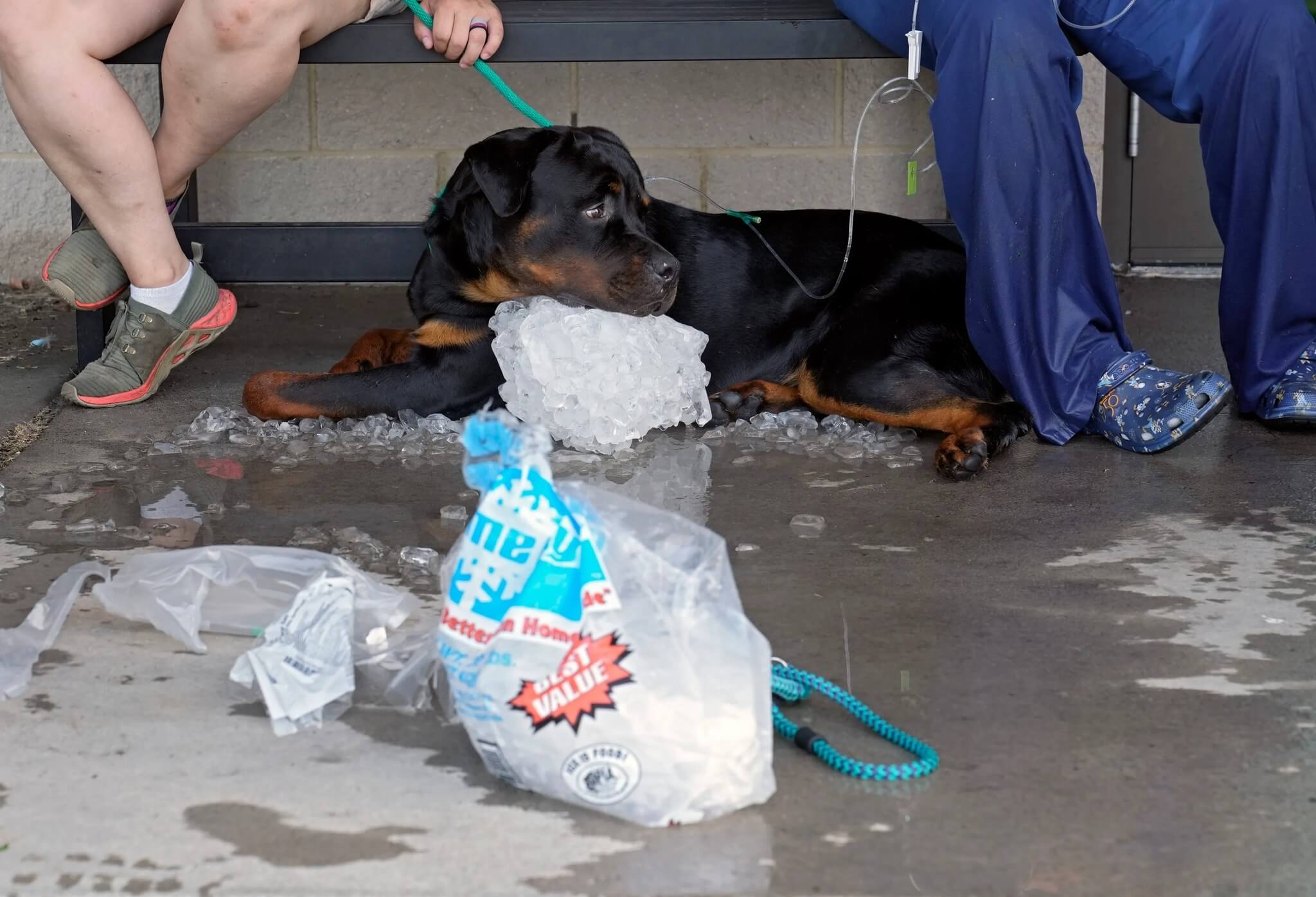 Huge-hearted volunteers brought hundreds of bags of ice to keep pups cool at Ohio shelter after power outage