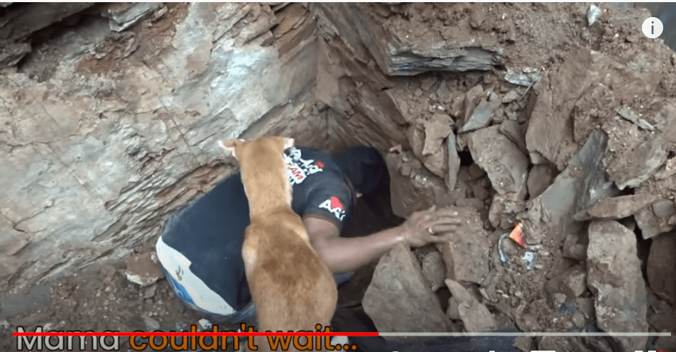 frantic-mother-dog-3
