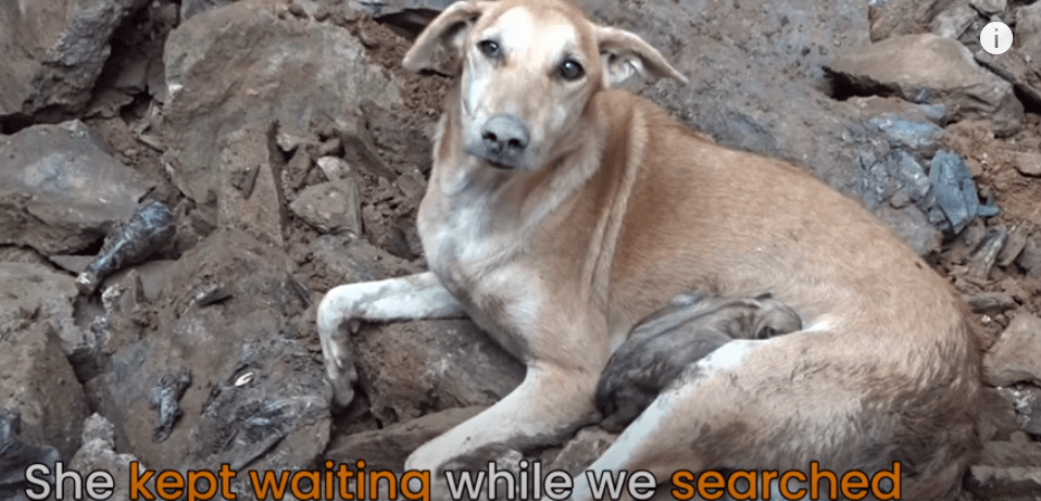 frantic-mother-dog-5