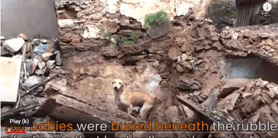 Frantic mother dog begged rescuer for help finding her newborn puppies after house collapsed