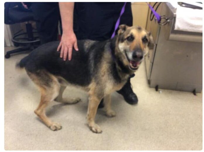 Senior shepherd discarded by his family about to lose his life just for being old