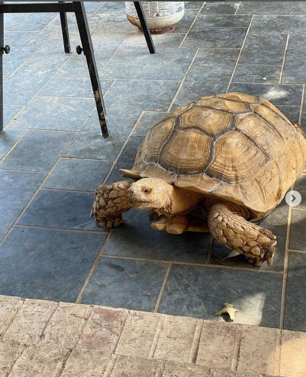 Fred the tortoise 1