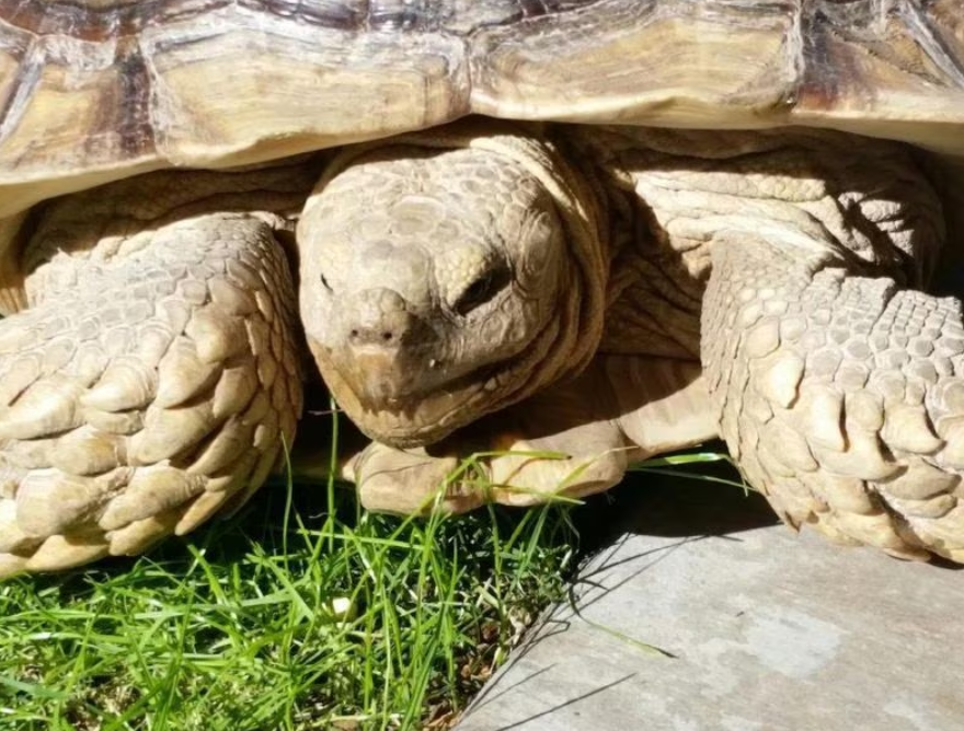 fred-the-tortoise