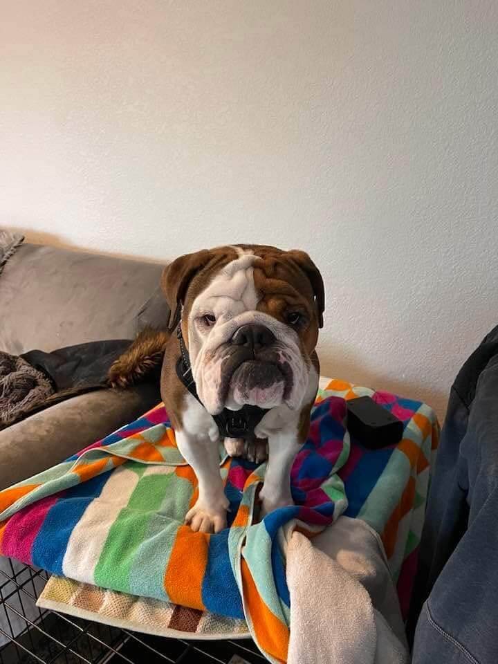 freddie-bull