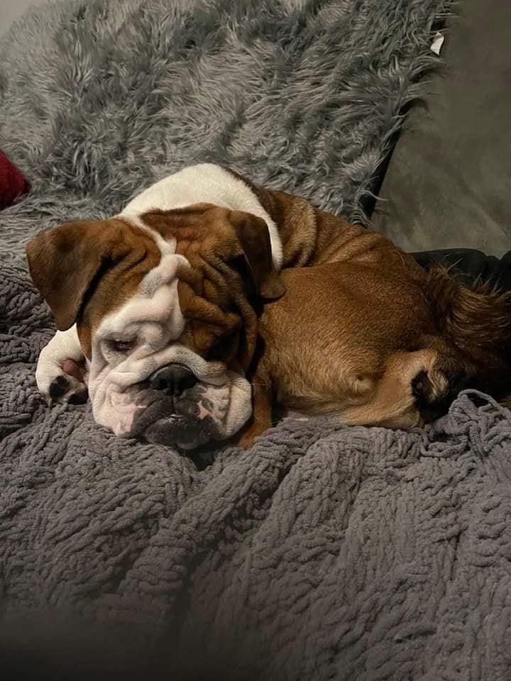 Healthy two-year-old bulldog scheduled to be euthanized after shelter offered no help or information