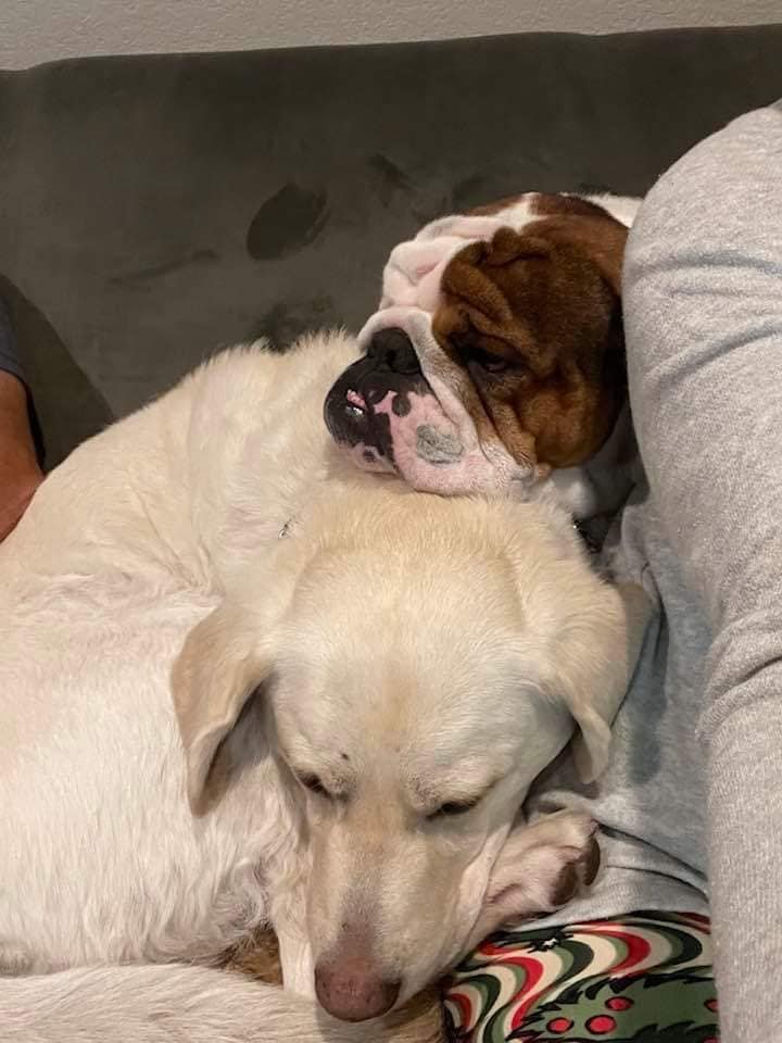 freddie-bull3-1