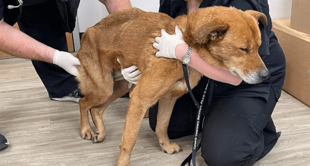 Dog reunited with his family after spending 7 months roaming 80 miles from Pennsylvania to New York