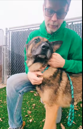 German shepherd lost everything he’s ever known and just wants to be loved