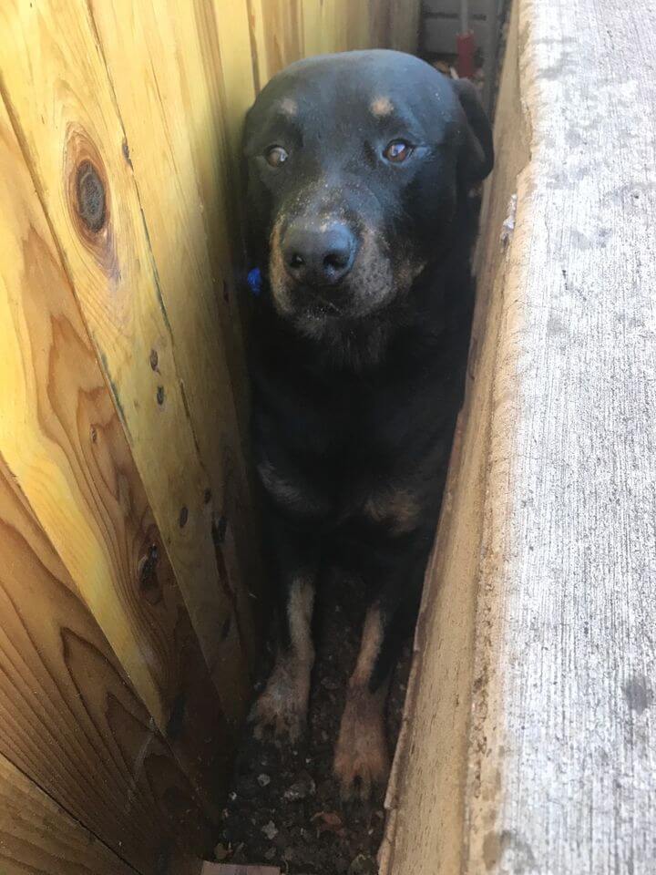 Rescuers help dog stuck between fence and concrete wall